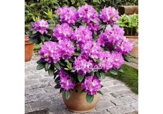 فروش بذر انواع گل زینتی و تزئینی بذر انواع گل زینتی و آپارتمانی و باغچه