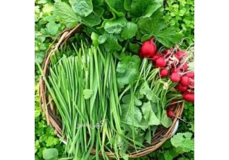 فروش انواع بذر سبزی قیمت بذر سبزی خوردن بذر سبزیجات از کجا بخریم؟