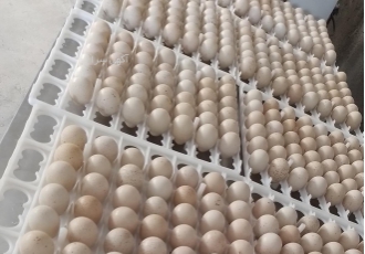 فروش تخم خوراکی ونطفه دار کبک تخم خوراکی کبک تخم نطفه دار کبک سالم