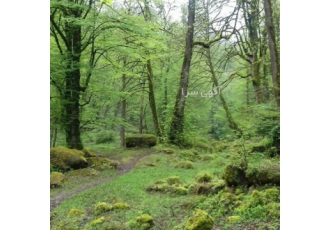 تور شمال رامسر لاهیجان نوروز تور رامسر لاهیجان ویژه آخر هر هفته آبانماه