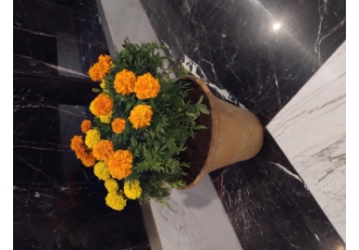 باغبانی و فضای سبز کلیه امور باغبانی و فضای سبز تمام نقاط تهران زیر نظر