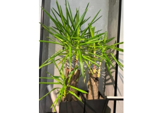 ویزیت گیاهان در منزل توسط دکتر شیرافکن متخصص گل و گیاه ویزیت گیاهان