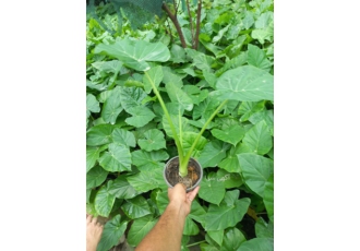 فروش بابا ادم سلام وقت بخیر فروش ویژه بابا ادم zwnj جاینت سطل 3 در حد