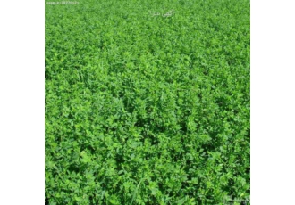 فروش بذر یونجه با قیمت دست اول فروش بذر یونجه با قیمت دست اول