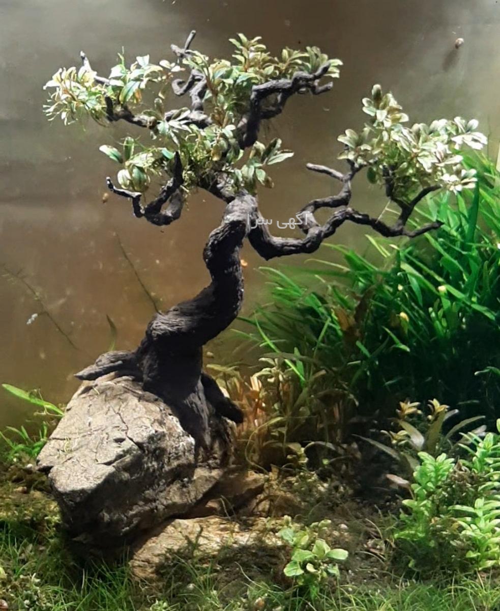 آگهی های گل و گیاه - خوزستان