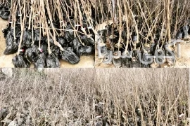 آگهی های ترحیم میاندوآب