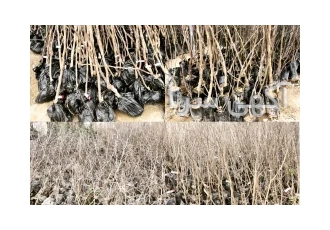 فروش نهال در میاندوآب پیش فروش نهال های مثمر و غیرمثمر و تزئیتی و اصلاح