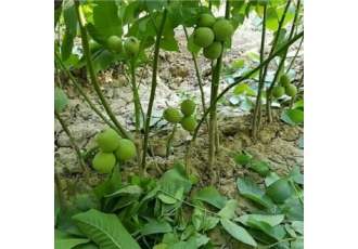 فروش نهال های تضمینی نهالستان برگ سبز بزرگترین تولیدکننده و عرضه کننده