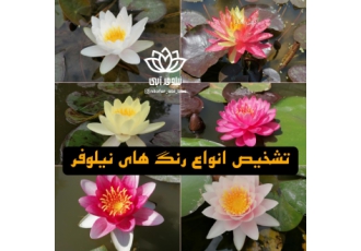 نیلوفرآبی هلندی فروش نیلوفر آبی در رنگ های متنوع