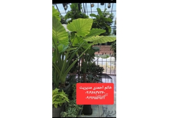 خدمات باغبانی در نیاوران تعویض خاک گلدان کلیه خدمات باغبانی وتعویض خاک