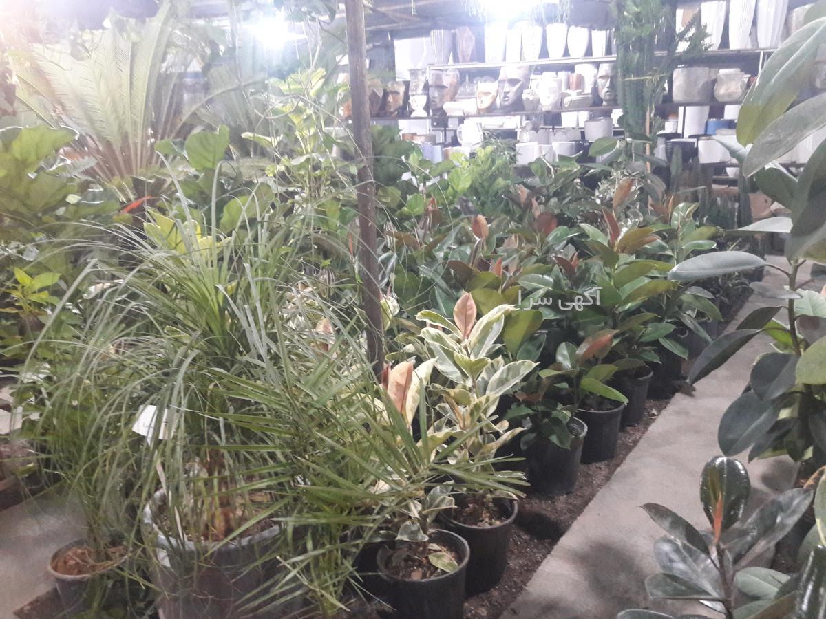 محصولات گلخانه ای