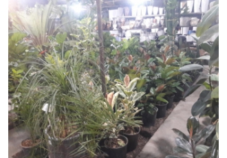 گل و گیاه آپارتمانی گلخانه بهار واقع در بلوار هفت تیر مشهد ارائه دهنده