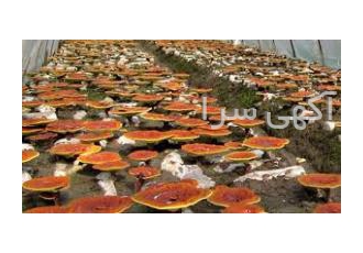 درمان جوش های صورت کلسترول دیابت و قارچ گانودرما برای درمان