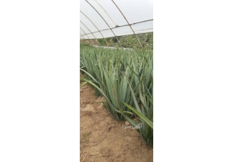 🌱 فروش عمده آلوئه ورا: برگ پاجوش گیاه مادری و ژل ارگانیک ✅ فروش عمده