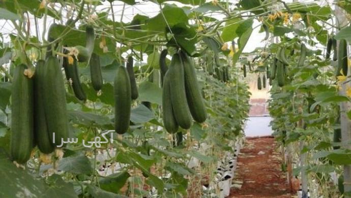 دستگاه آب گوجه گیری دست دوم شیپور