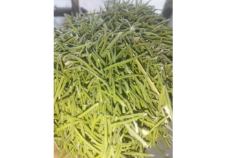 فروش عمده رزماری برگ خالص | کیفیت صادراتی و آماده ارسال 🌿 فروش عمده