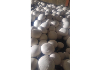 آموزش پرورش قارچ