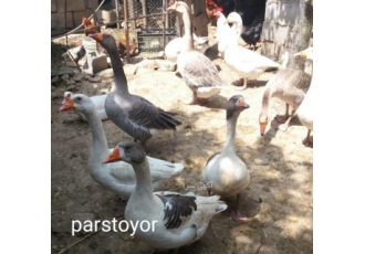 تخم نطفه دار قوغاز شرکت پارس طیور یکی از معتبر ترین و بزرگ ترین شرکت
