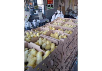 عرضه مستقیم جوجه یکروزه گوشتی و محلی