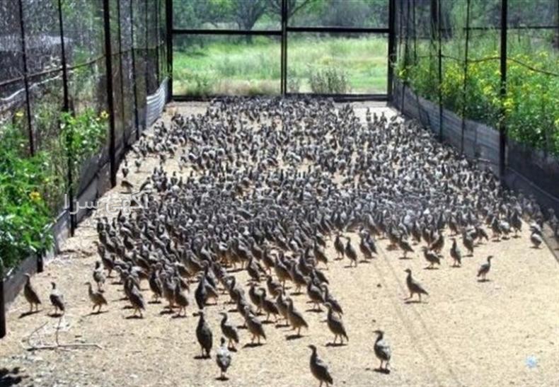 کلینیک دامپزشکی پایتخت