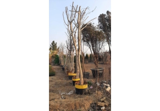 فروش نهال درختان بن ۱۵ ب بالا فروش درختان میوه در انواع بن بالا ویژه