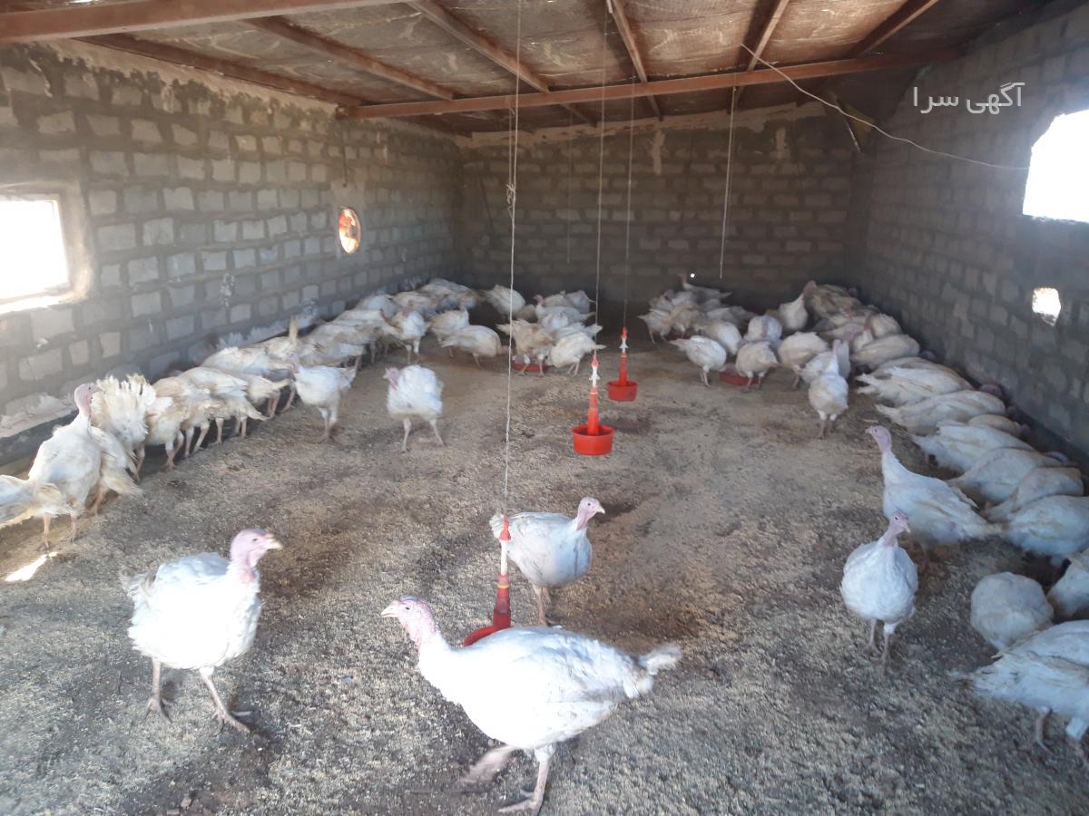 آگهی های توزیع کالا - خراسان رضوی