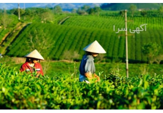 چای مرغوب ایرانی ۱۰۰ گرمی | خرید آنلاین با قیمت ارزان ☕