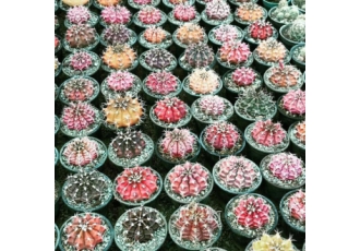 کاکتوس ژمینو رنگی کلکسیونی 🌵