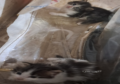 سه تا بچه گربه در اصفهان ۳ تا بچه گربه خوشکل و ناز