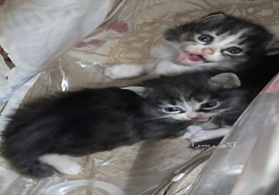 سه تا بچه گربه در اصفهان ۳ تا بچه گربه خوشکل و ناز