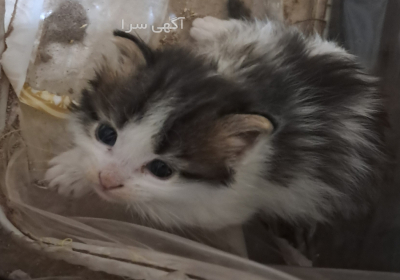 سه تا بچه گربه در اصفهان ۳ تا بچه گربه خوشکل و ناز