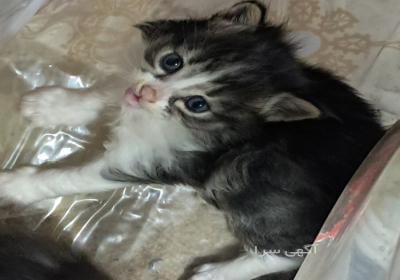 سه تا بچه گربه در اصفهان ۳ تا بچه گربه خوشکل و ناز