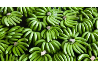 واگذاری فوری مجوز واردات موز 🍌 در هر تناژ با بهترین قیمت و کمترین زمان