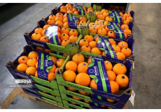 فروش کوتاژ صادراتی سیب و پرتقال و کیوی فروش کوتاژ صادراتی پرتقال و سیب