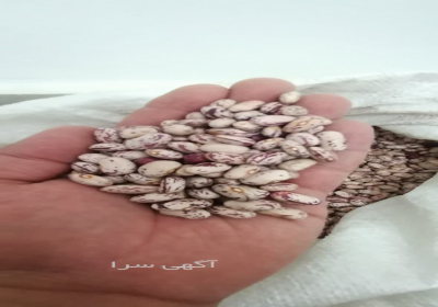 فروش عمده لوبیا چیتی در ساری لوبیا چیتی درشت و خوش پخت 🌿 این محصول