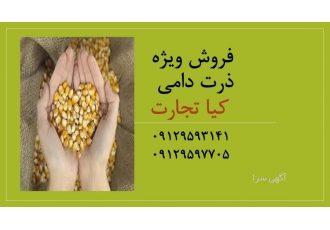 فروش ویژه ذرت دامی شرکت کیا تجارت تعاونی دام سبک خاتون تأمین zwnj کننده