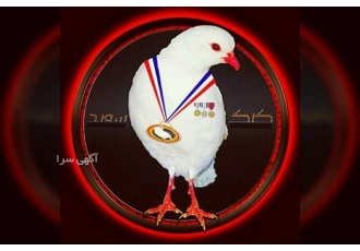 مزرعه پرورش کبک سفید ایران سلام و عرض ادب لیست قیمت کبک سفید سال 1404