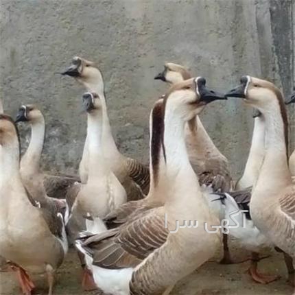 اگهی کار تولیدی