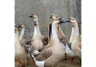 تخم نطفه دار غاز و قوغاز | فروش و پخش انواع نژادها 🦢