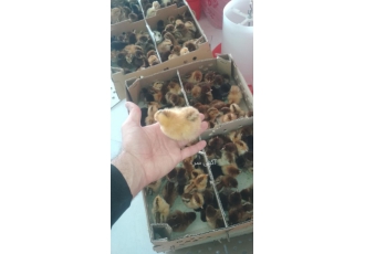 فروش انواع جوجه یک روزه: اردک بلدرچین بوقلمون گوشتی گلپایگان 🐥