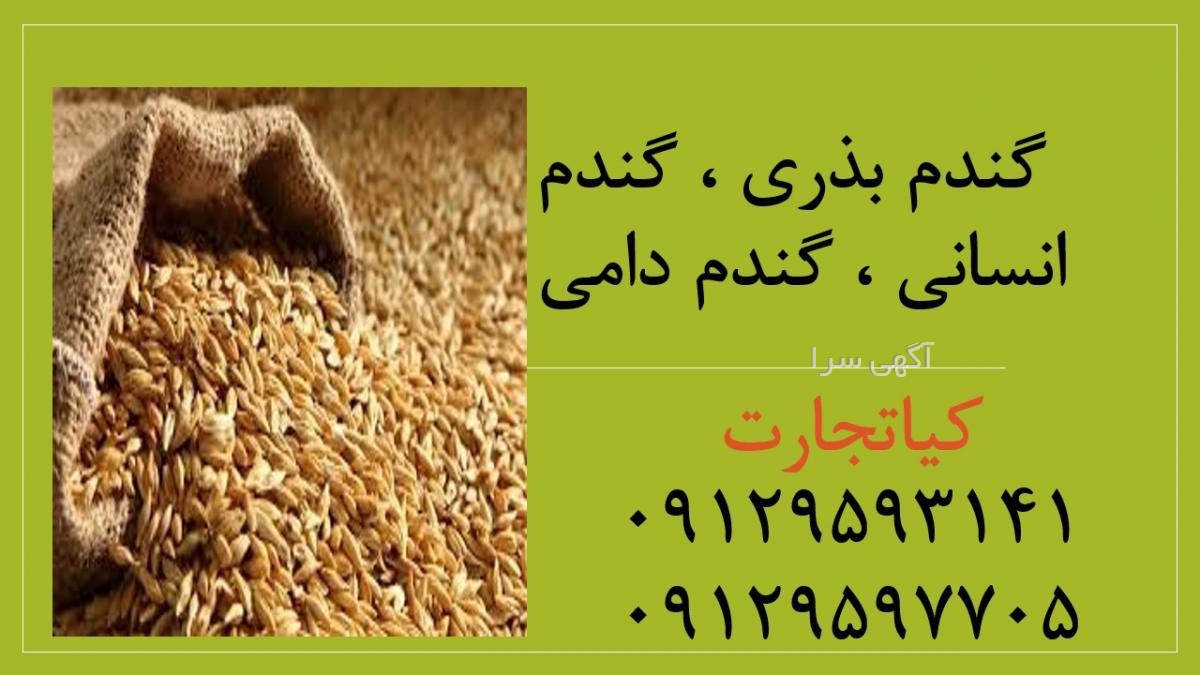 کلستین طیور