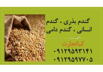 فروش عمده گندم انسانی، گندم دامی و گندم بذری