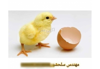 فروش تخم مرغ راس ۳۰۸ فروش تخم مرغ گوشتی راس تخم مرغ گوشتی پلاس تخم مرغ گوشتی
