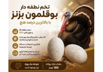 تخم نطفه دار بوقلمون برنز با درصد هچ بالا تخم نطفه دار بوقلمون برنز با درصد هچ بالا