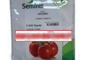 بذر گوجه فرنگی باسیمو اصل ۵۰۰۰ عددی بهترین انتخاب برای کشاورزان بذر