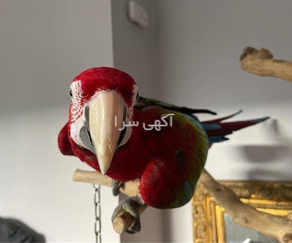 mymedia آموزش و پرورش