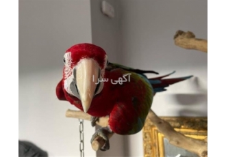 عرضه تخم نطفه دار آرا آبی طلایی و هیبریت با ضمانت به دنیای پرورش مرغ