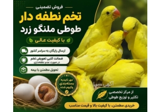 فروش تخم نطفه دار طوطی ملنگو زرد با کیفیت در زرآباد زرآباد حوزه فعالیت