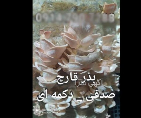 آگهی دیوار شیراز