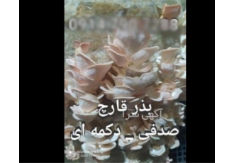 فروش بذر قارچ صدفی و دکمه‌ای با کیفیت عالی اگر به دنبال خرید بذر قارچ